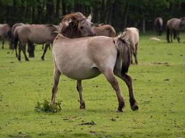 chevaux sauvages en westphalie photo