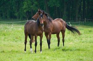 les chevaux n Allemagne photo