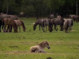 les chevaux dans le allemand westphalie photo