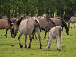 chevaux sauvages en westphalie photo