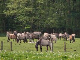 les chevaux dans le allemand westphalie photo