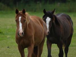 les chevaux avec poulains photo