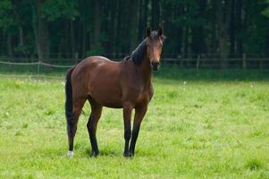 les chevaux n Allemagne photo