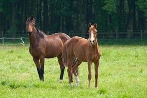 les chevaux n Allemagne photo