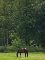 les chevaux avec poulains photo