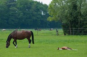 les chevaux avec poulains photo