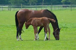 les chevaux n Allemagne photo