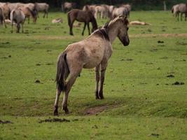 chevaux sauvages en westphalie photo