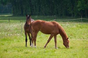 les chevaux n Allemagne photo