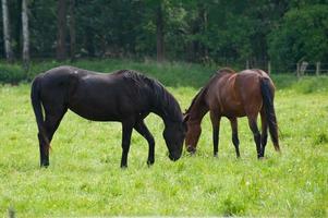 les chevaux n Allemagne photo