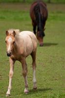 les chevaux avec poulains photo