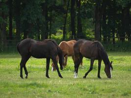 les chevaux n Allemagne photo