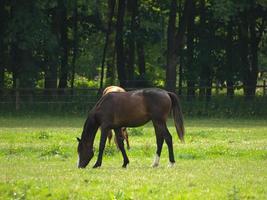 les chevaux n Allemagne photo