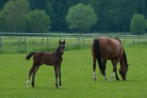 les chevaux n Allemagne photo