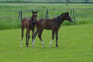 les chevaux n Allemagne photo