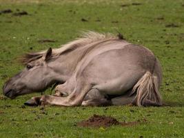 les chevaux avec poulains photo