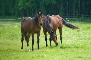 les chevaux n Allemagne photo