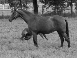 les chevaux sur une champ dans Allemagne photo