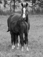 les chevaux sur une champ dans Allemagne photo