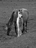 chevaux en westphalie photo