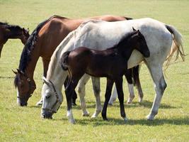 chevaux dans le muensterland allemand photo