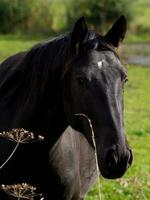 les chevaux dans le allemand pays de munster photo