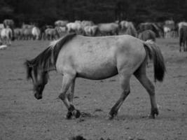 les chevaux sur une allemand champ photo