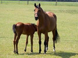 chevaux dans le muensterland allemand photo