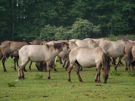 beaucoup les chevaux et poulains photo