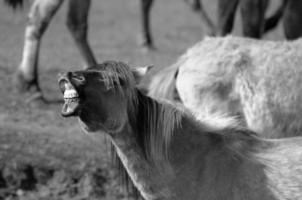 sauvage les chevaux et folas photo