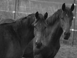 chevaux sauvages en allemagne photo