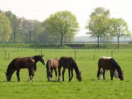 beaucoup les chevaux dans Allemagne photo