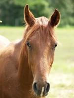 chevaux et poulains en allemagne photo