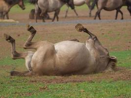 beaucoup les chevaux et poulains photo