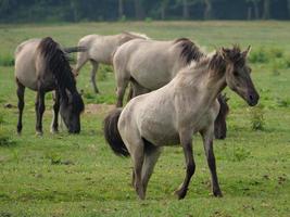 beaucoup les chevaux et poulains photo