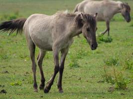 beaucoup les chevaux et poulains photo