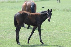 chevaux et poulains en allemagne photo