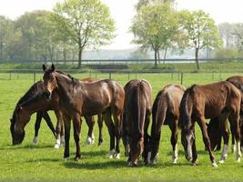 beaucoup les chevaux dans Allemagne photo