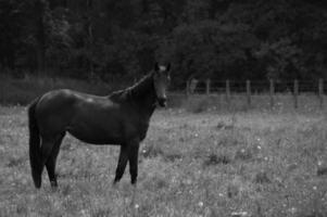 chevaux sauvages en allemagne photo