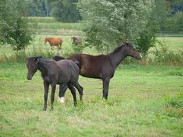 chevaux en westphalie photo