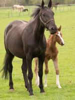 poulains et les chevaux dans Allemagne photo