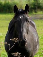 les chevaux dans le allemand pays de munster photo