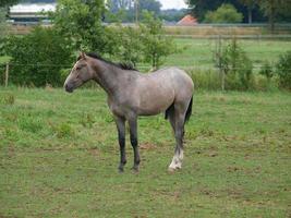 chevaux en westphalie photo