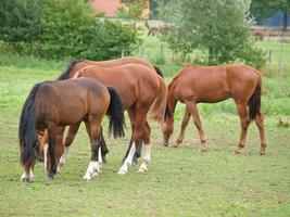 chevaux en westphalie photo