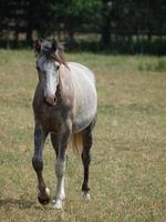 chevaux en westphalie photo