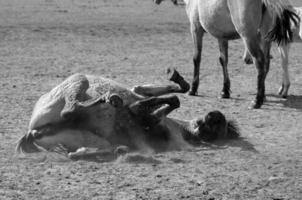 sauvage les chevaux sur une champ photo