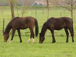 cheval et poulains photo