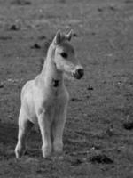 sauvage les chevaux sur une champ photo