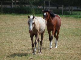 chevaux en westphalie photo