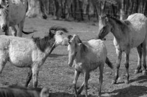 sauvage les chevaux sur une champ photo